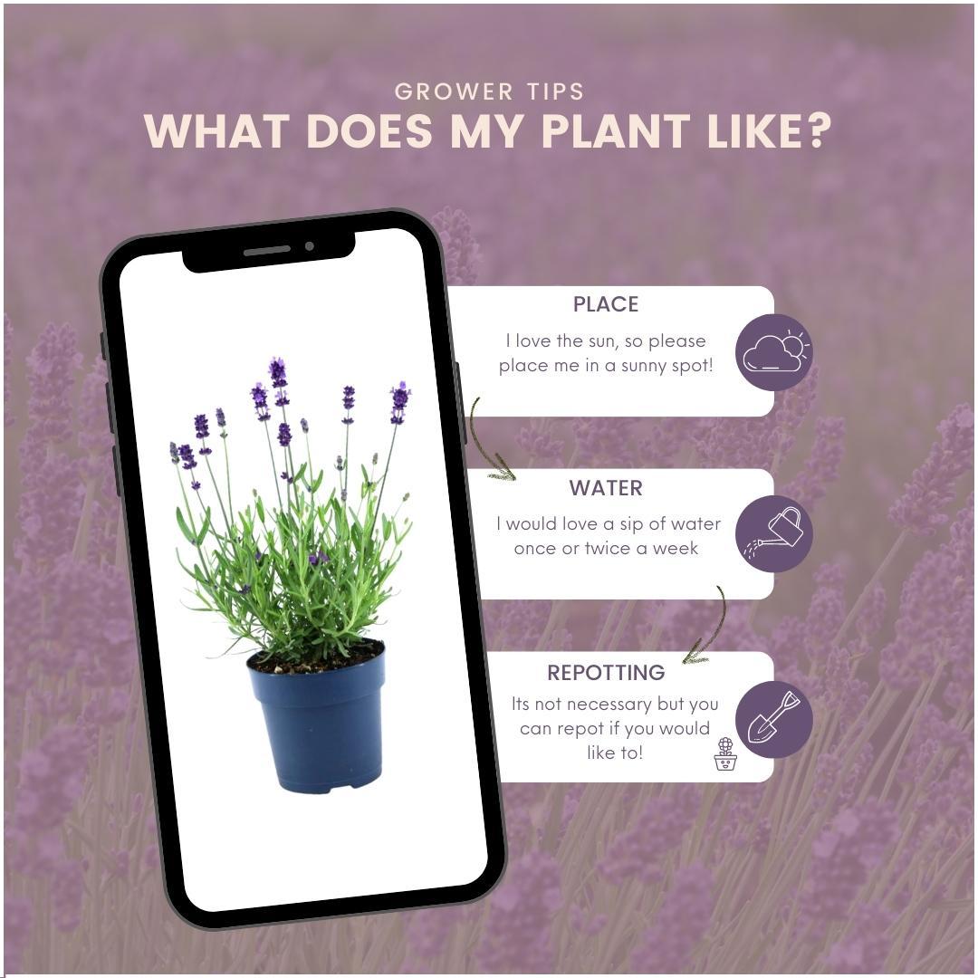 Plants by Frank - Lavandula angustifolia Felice® - 12 cm Topf - Set mit 24 echten Lavendelpflanzen