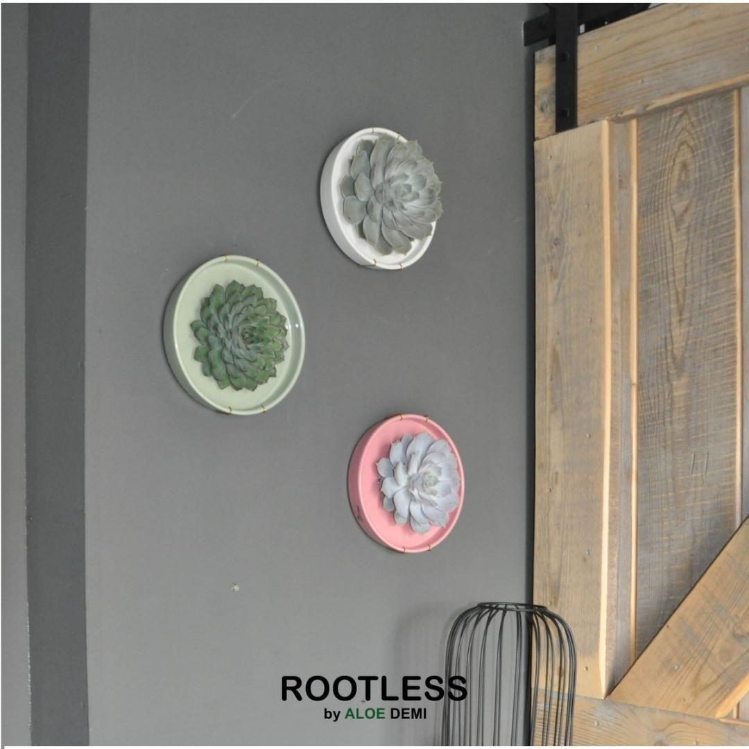 ROOTLESS Succulent Echeveria Pulidonis in Schale 'grün' Ø20 cm - ↕5 cm