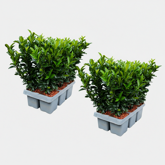 12 Euonymus 'Green Spire' - 12 x Ø 7 cm - ↨ 15 cm