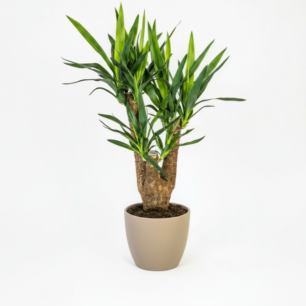 Yucca Elephantipes Verzweigt Ø21cm - ↕60 - 70cm