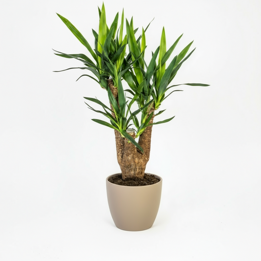 Yucca Elephantipes Verzweigt Ø21cm - ↕60 - 70cm