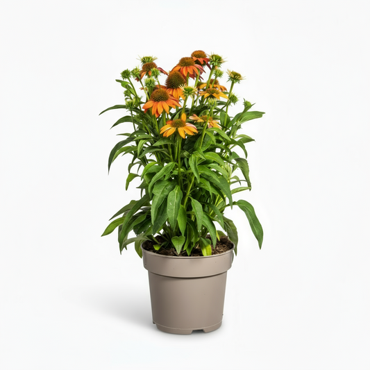 Echinacea purpurea Orange Ø19cm - ↕60 - 70cm