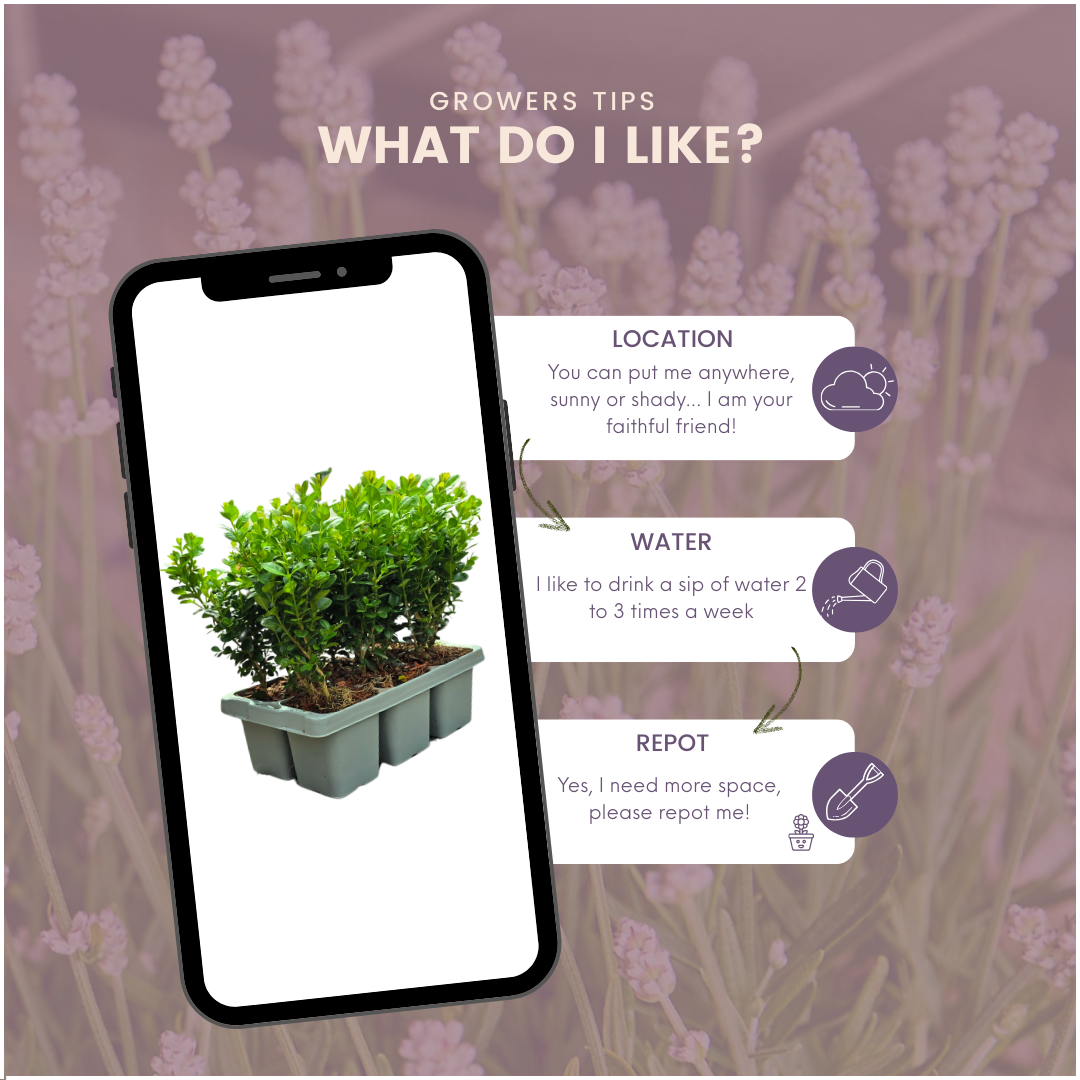 8 x 6er-Pack Buxus NewGen Freedom – Winterharte Immergrüne Sträucher 48 x Ø7 cm - ↕15 cm | Kompakter Buchsbaum