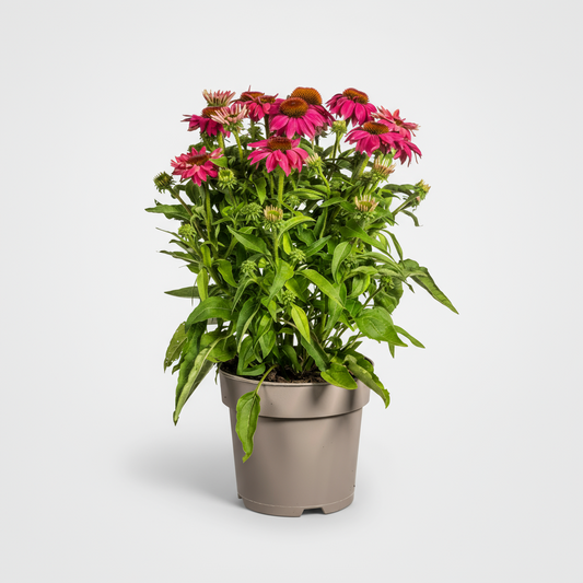 Echinacea purpurea Purple Ø19cm - ↕60 - 70cm