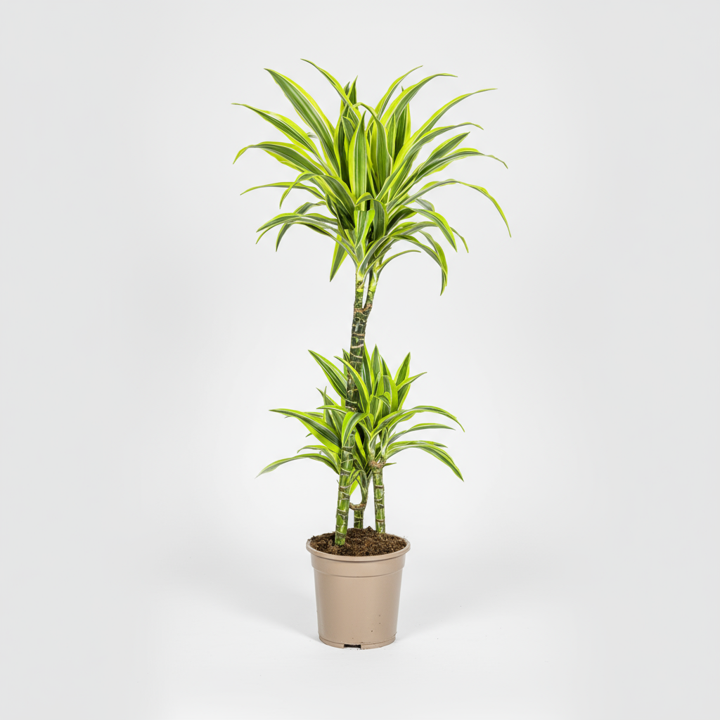 Dracaena Deremensis Lemon Lime Ø21cm - ↕90 - 110cm