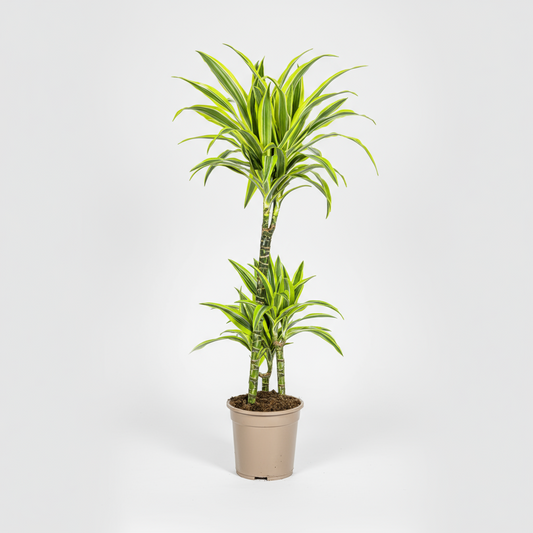 Dracaena Deremensis Lemon Lime Ø21cm - ↕90 - 110cm