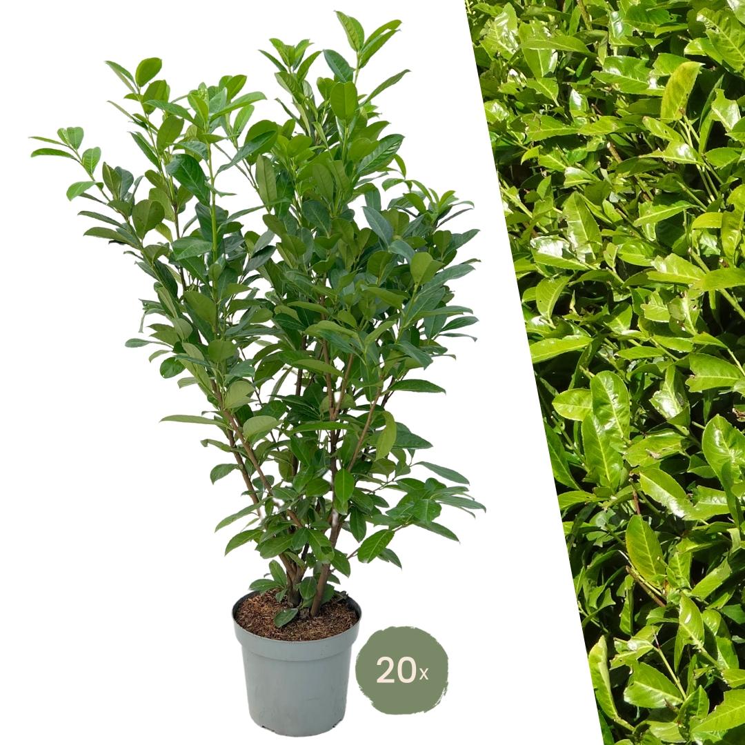 Große Kirschlorbeer Pflanzen Rotundifolia für 10 laufende Meter Hecken | - 15L - 20x | ↨ 125-150 cm