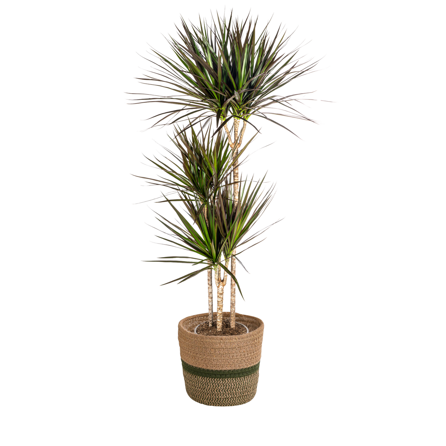 Dracaena Marginata Magenta mit Korb Ø24cm - ↕130 - 150cm