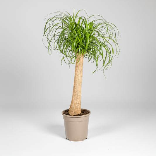 Beaucarnea Recurvata Stam Ø24cm - ↕80 - 100cm