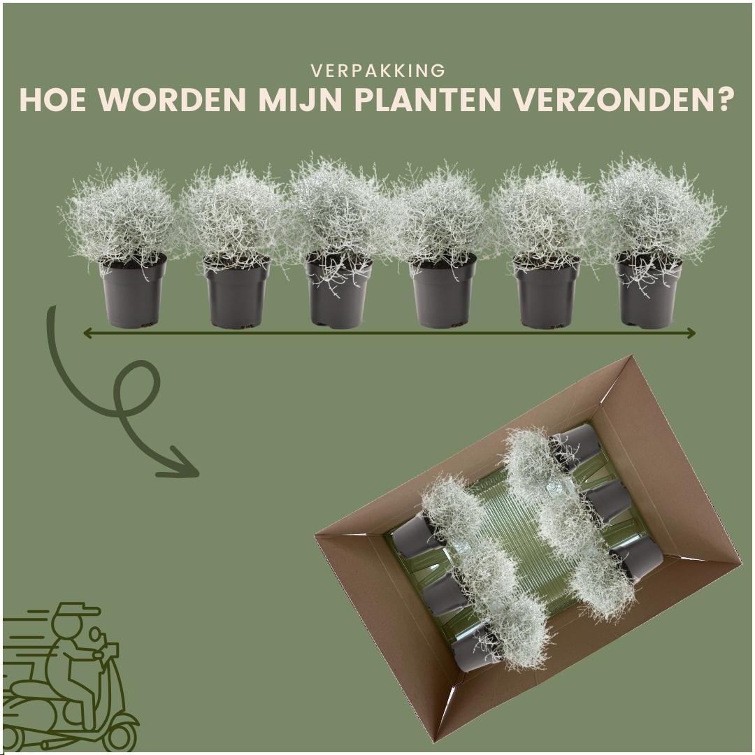 6x Calocephalus' - 10 cm Ø - 15 cm ↕