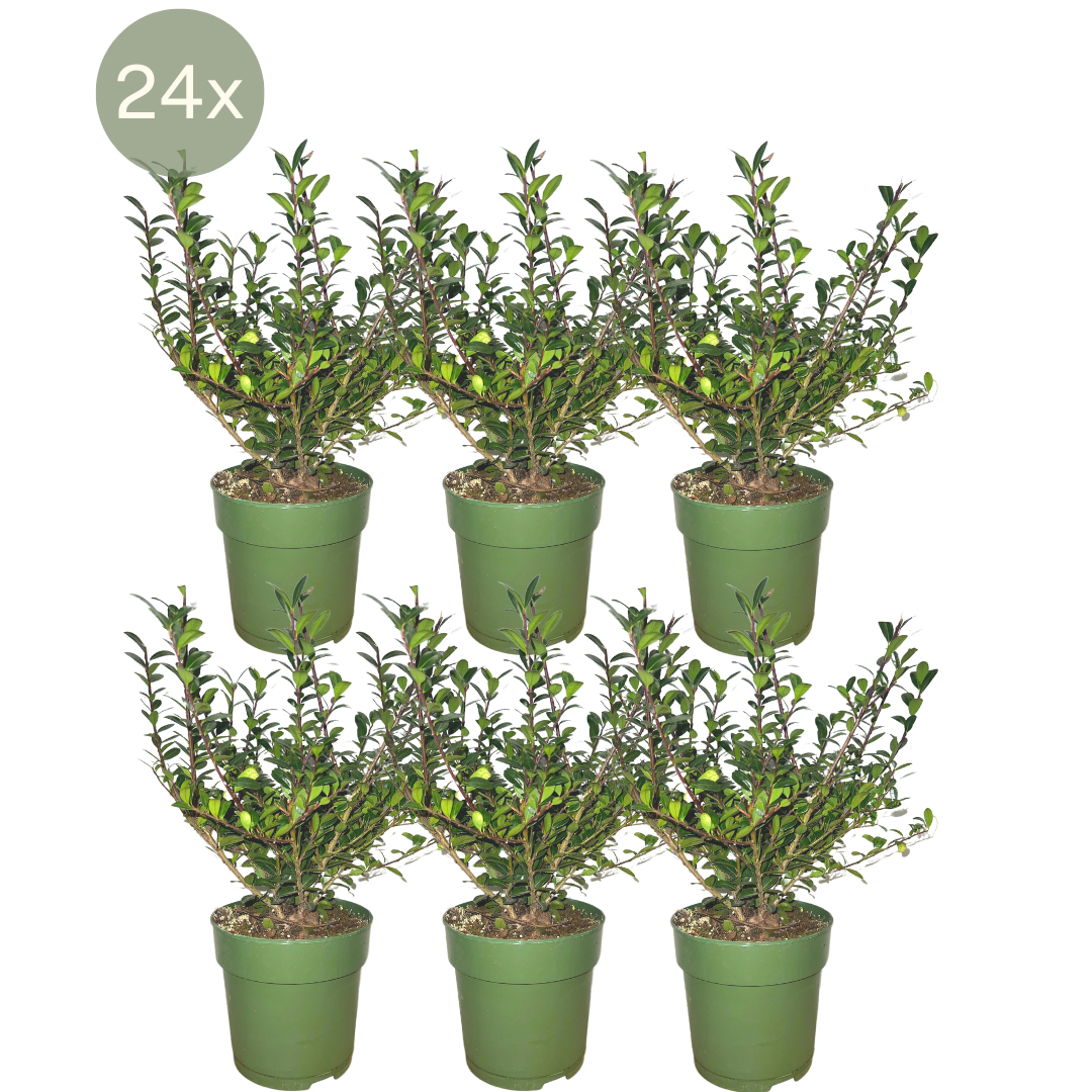 Plants by Frank - 1 Meter Stechpalmen Hecke - Ilex crenata 'Jenny'® - Pflanzenset mit 6 winterharten Heckenpflanzen - Immergrüne Hecke - Direkt von der Gärtnerei geliefert