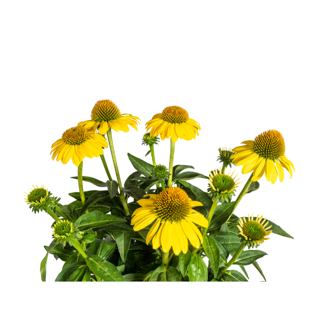 Echinacea purpurea Yellow Ø19cm - ↕60 - 70cm