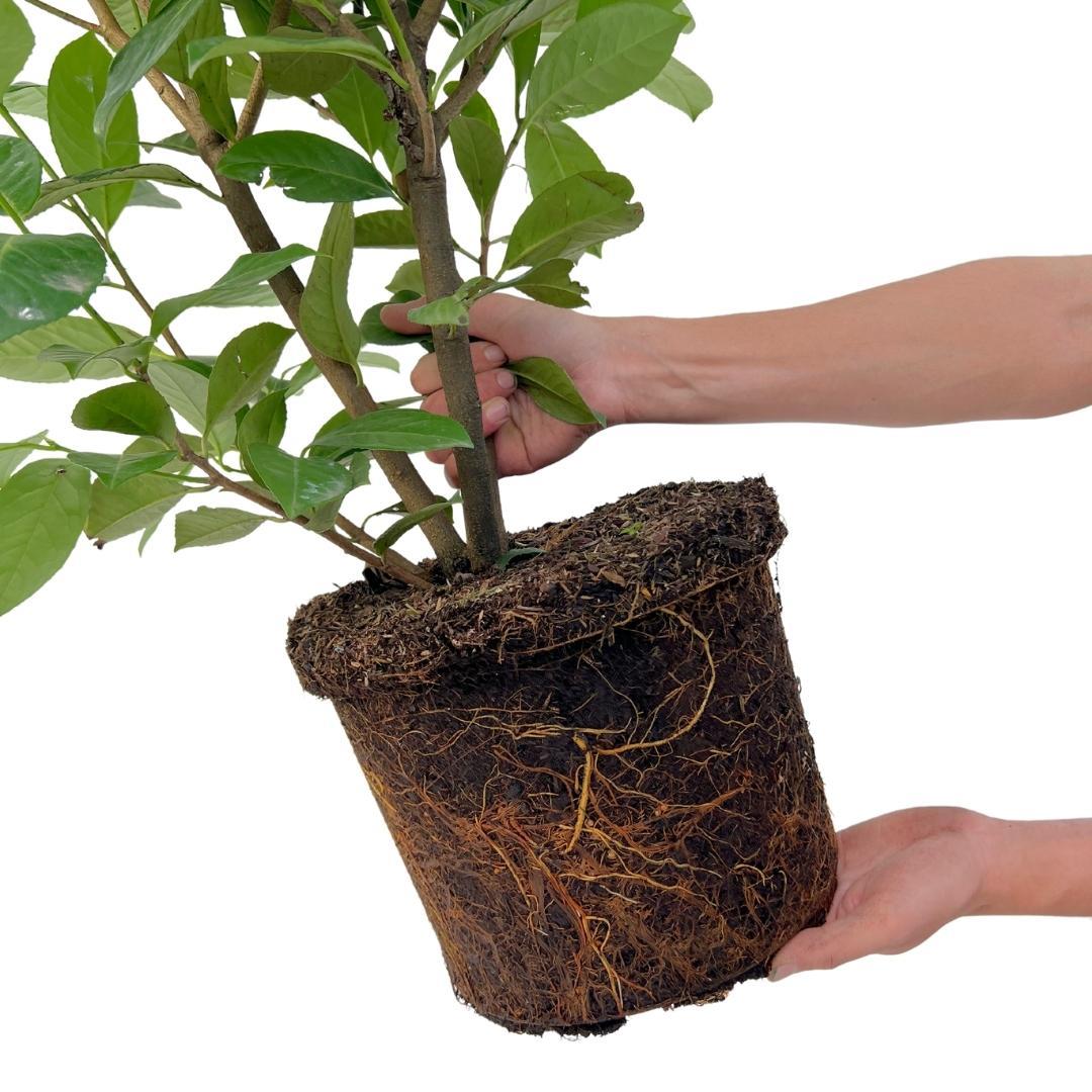 Große Kirschlorbeer Pflanzen Rotundifolia für 10 laufende Meter Hecken | - 15L - 20x | ↨ 125-150 cm