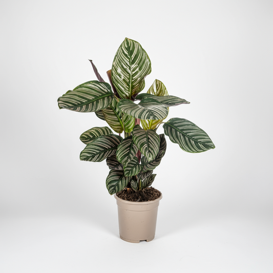 Calathea Ornata Sanderiana Ø17cm - ↕40 - 50cm