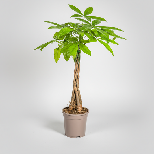 Pachira Aquatica Ø19cm - ↕70 - 90cm