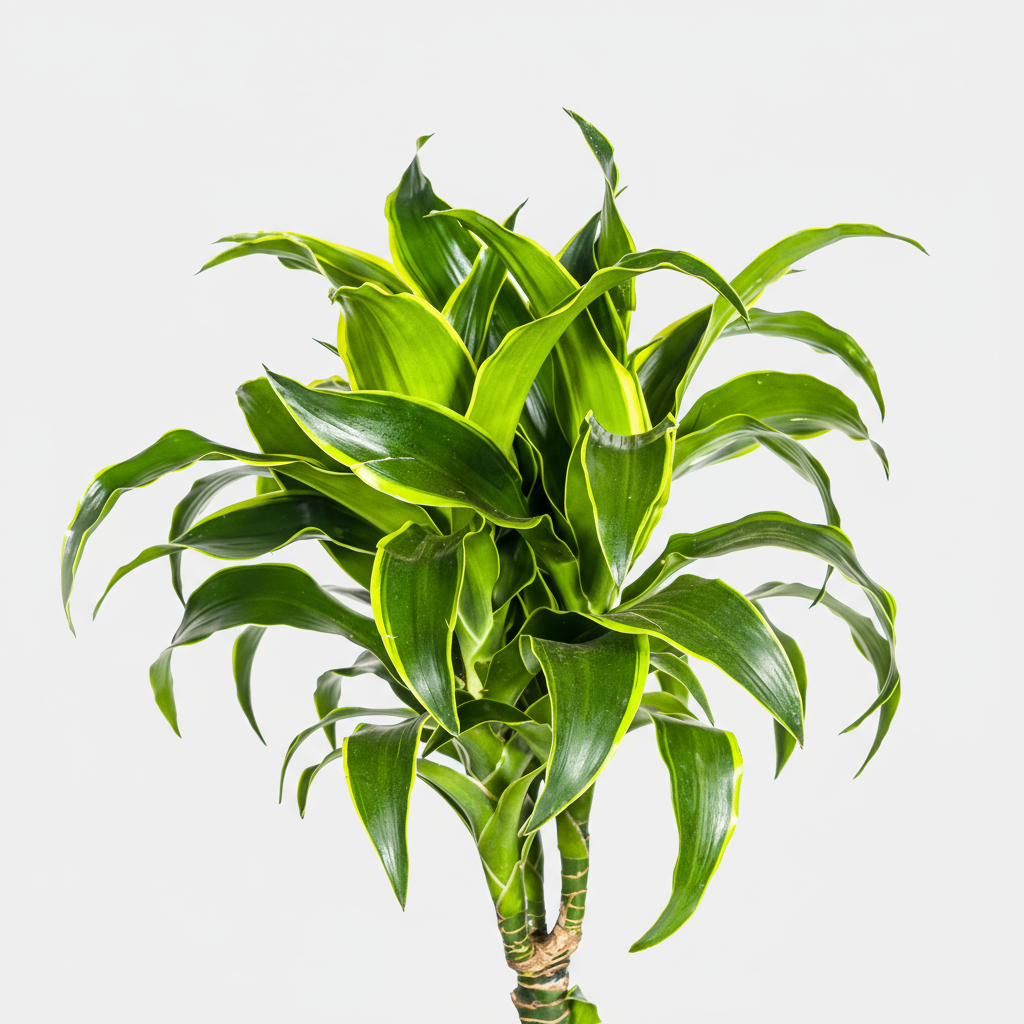 Dracaena Deremensis Dorado Ø24cm - ↕120 - 140cm