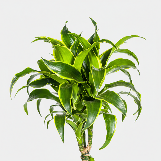 Dracaena Deremensis Dorado Ø24cm - ↕120 - 140cm