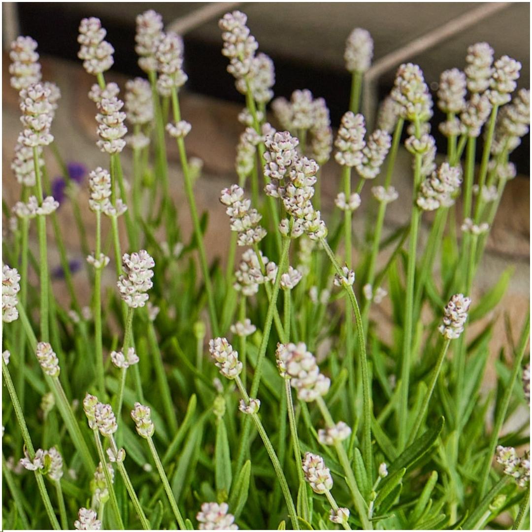 12 x 6 pack Lavendel angustifolia white - 72 x Ø7 cm - ↕15 cm