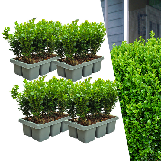 4 x 6er-Pack Buxus NewGen Freedom – Winterharte Immergrüne Sträucher 24 x Ø7 cm - ↕15 cm | Kompakter Buchsbaum