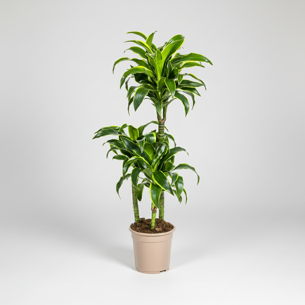 Dracaena Deremensis Dorado Ø21cm - ↕100 - 120cm