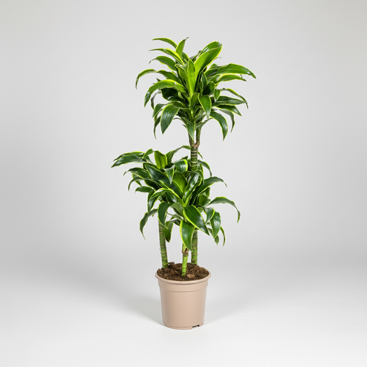 Dracaena Deremensis Dorado Ø21cm - ↕100 - 120cm