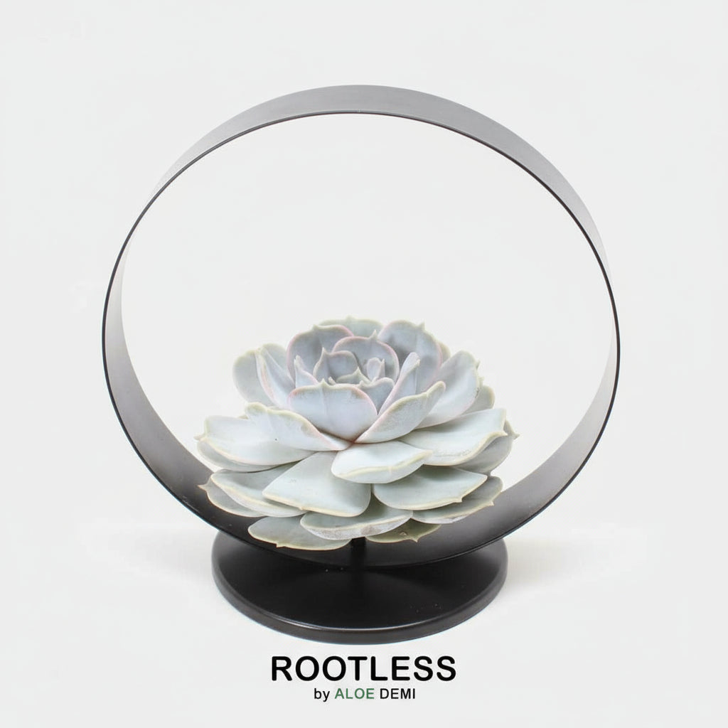 ROOTLESS Succulent Echeveria Lilacina auf Deko Tischstandard Ø20 cm - ↕20 cm