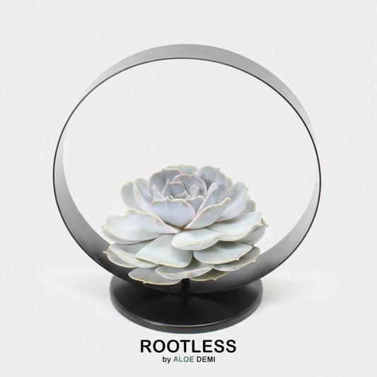 ROOTLESS Succulent Echeveria Lilacina auf Deko Tischstandard Ø20 cm - ↕20 cm