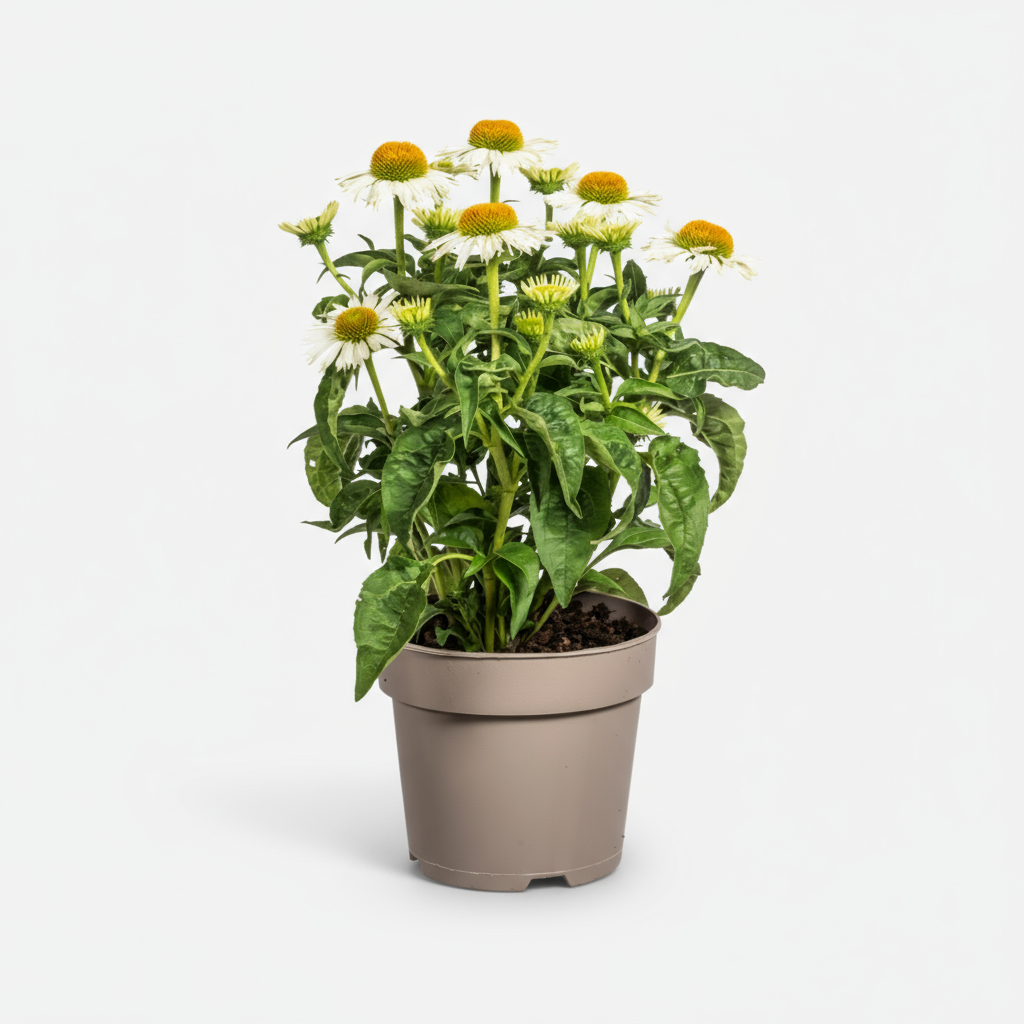 Echinacea purpurea White Ø19cm - ↕60 - 70cm