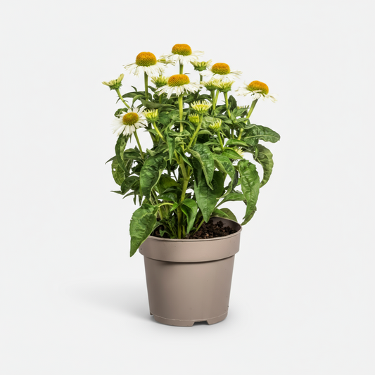 Echinacea purpurea White Ø19cm - ↕60 - 70cm