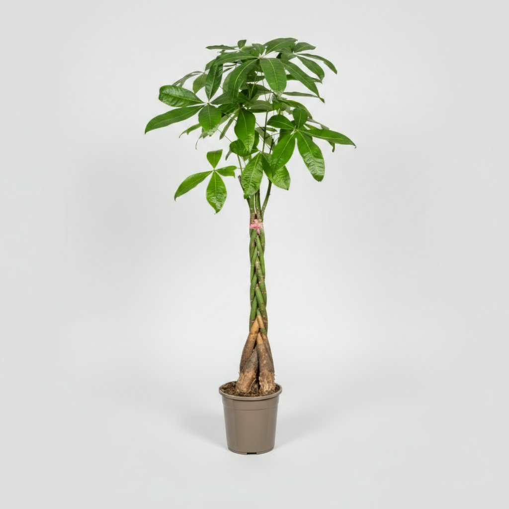 Pachira Aquatica Ø24cm - ↕120 - 140cm