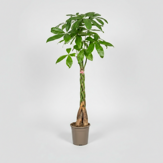 Pachira Aquatica Ø24cm - ↕120 - 140cm