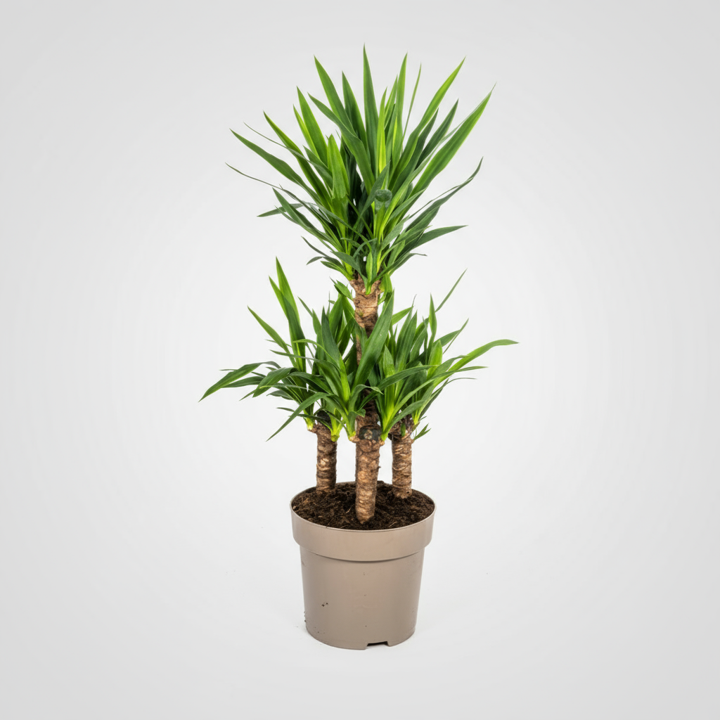 Yucca Elephantipes Ø30cm - ↕90 - 110cm