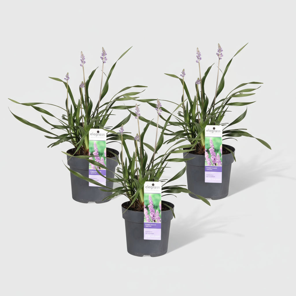 3 x Liriope muscari 'Ingwersen' - Ø 14 cm - ↨ 25 cm