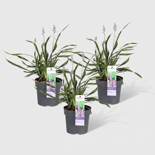 3 x Liriope muscari 'Ingwersen' - Ø 14 cm - ↨ 25 cm