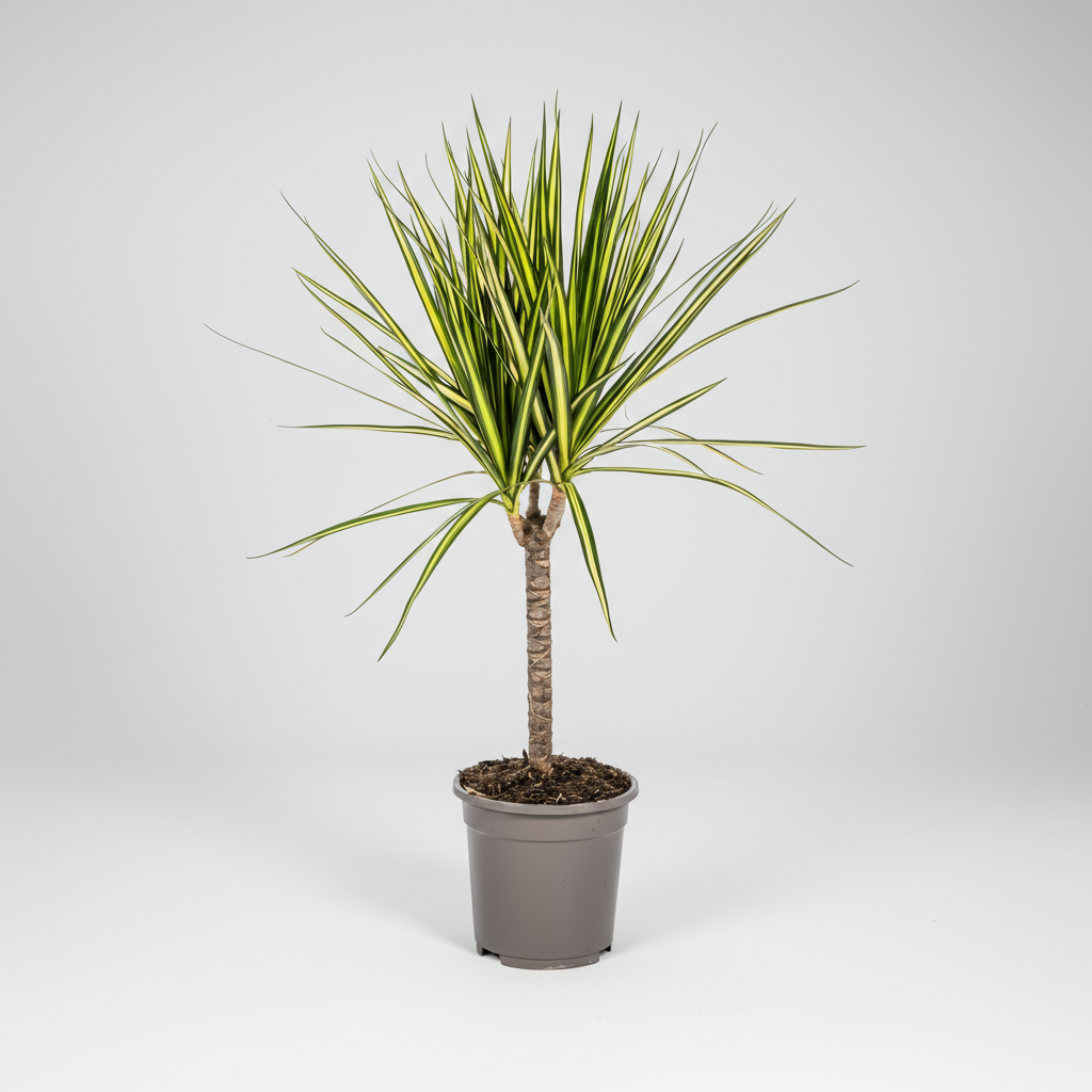 Dracaena Marginata Sunray Ø17cm - ↕60 - 80cm
