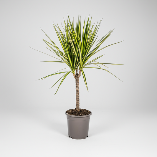 Dracaena Marginata Sunray Ø17cm - ↕60 - 80cm