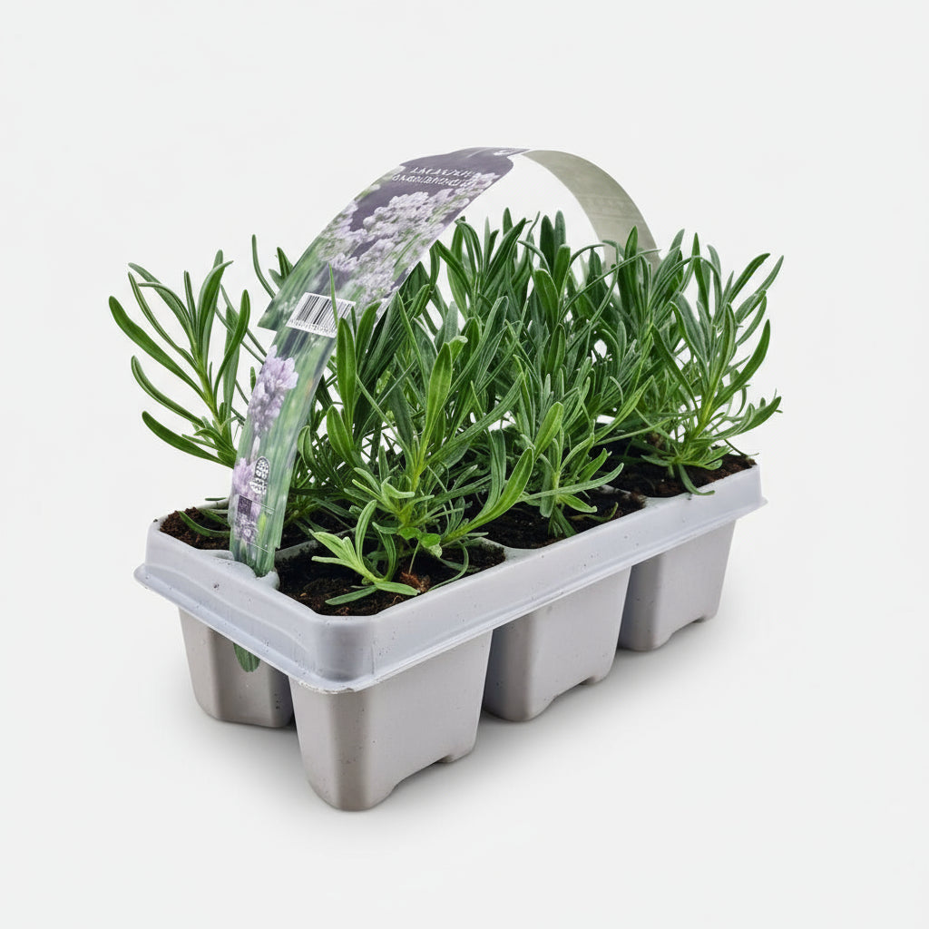 6 pack Lavendel angustifolia white - 6 x Ø7 cm - ↕15 cm