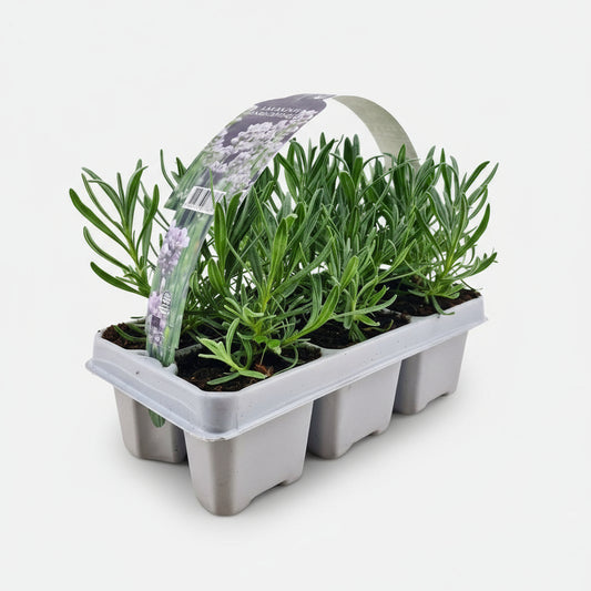 6 pack Lavendel angustifolia white - 6 x Ø7 cm - ↕15 cm