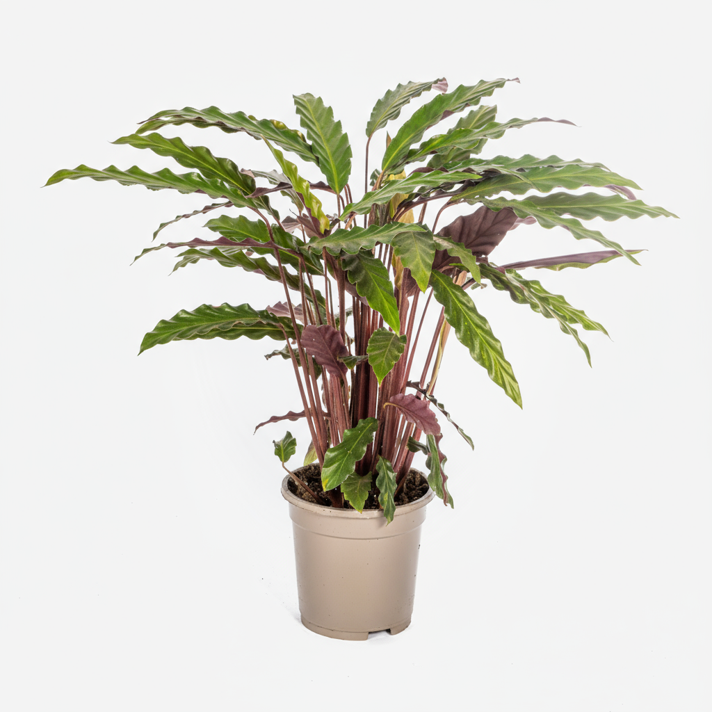 Calathea Rufibarba Ø17cm - ↕40 - 50cm