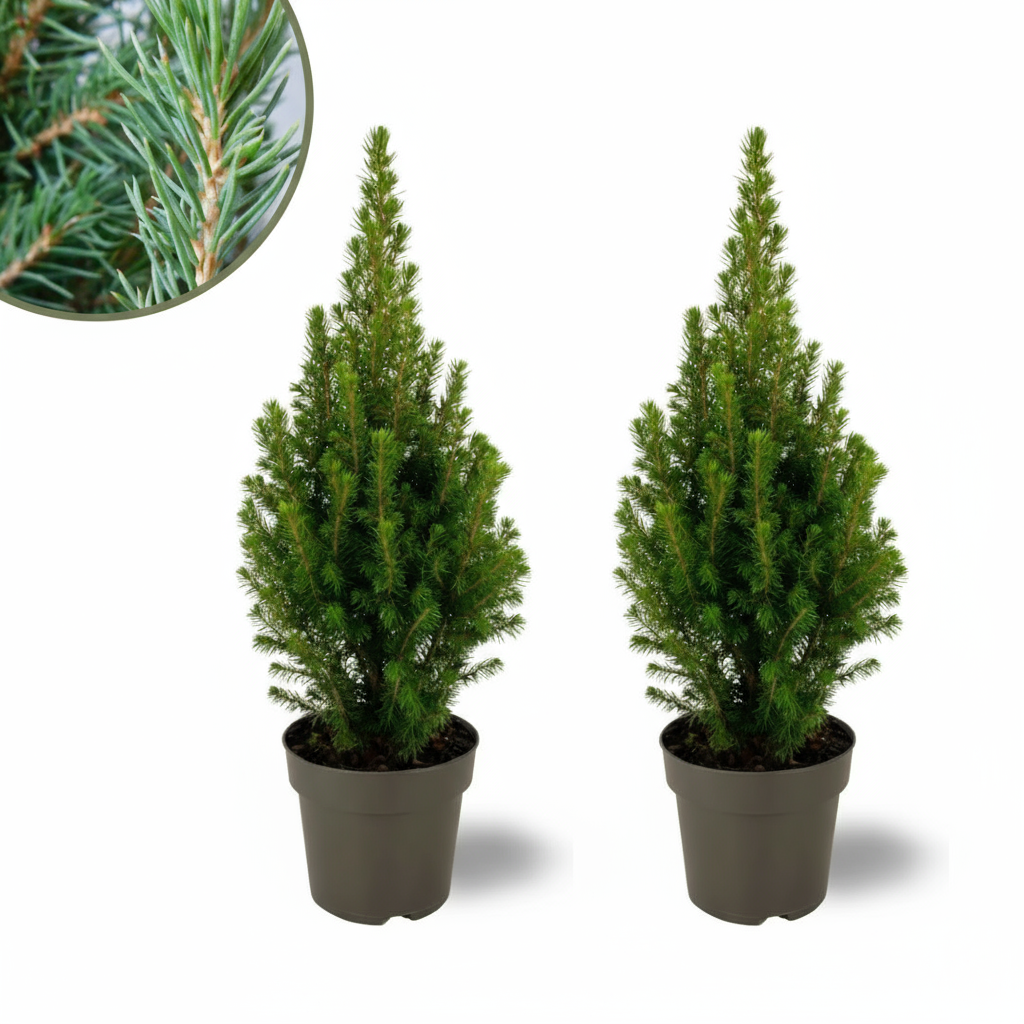 2x Picea glauca Perfecta - 15 cm Ø - 40 cm ↨