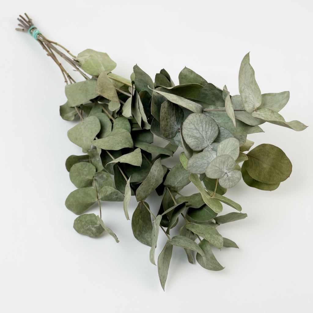 Getrocknete Blumen - Eucalyptus Cinerea - 6 Gebüsch - ↕50cm