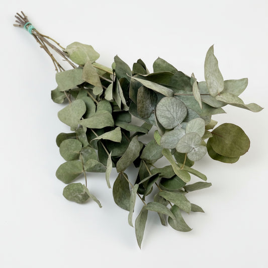 Getrocknete Blumen - Eucalyptus Cinerea - 6 Gebüsch - ↕50cm