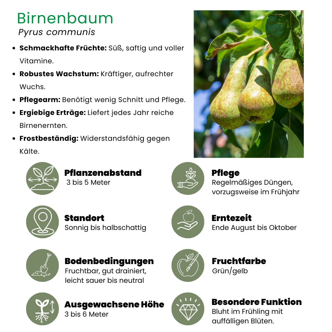 Bio-Birnenbaum Pyrus - 1 x Ø 20 cm - ↨ 60 cm