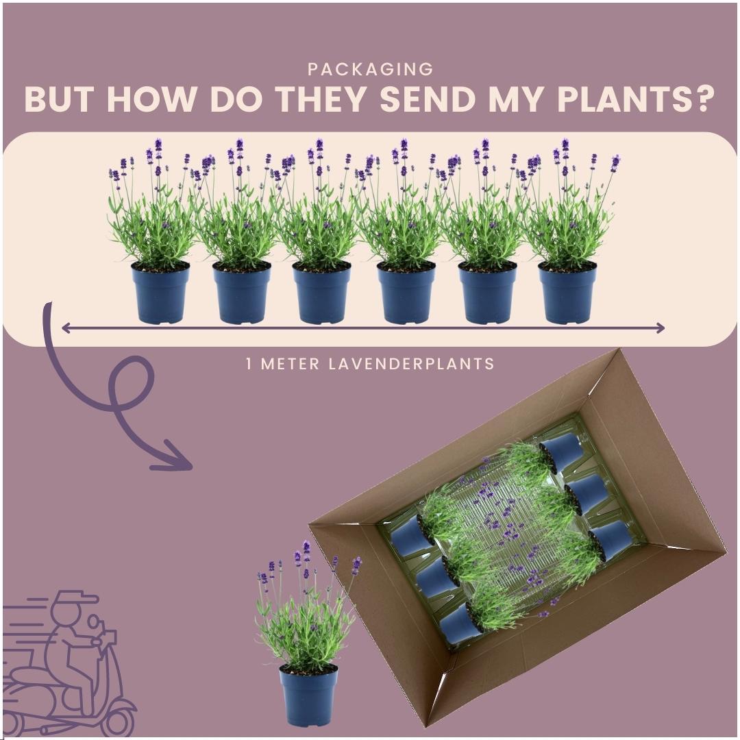 Plants by Frank - Lavandula angustifolia Felice® - 12 cm Topf - Set mit 24 echten Lavendelpflanzen