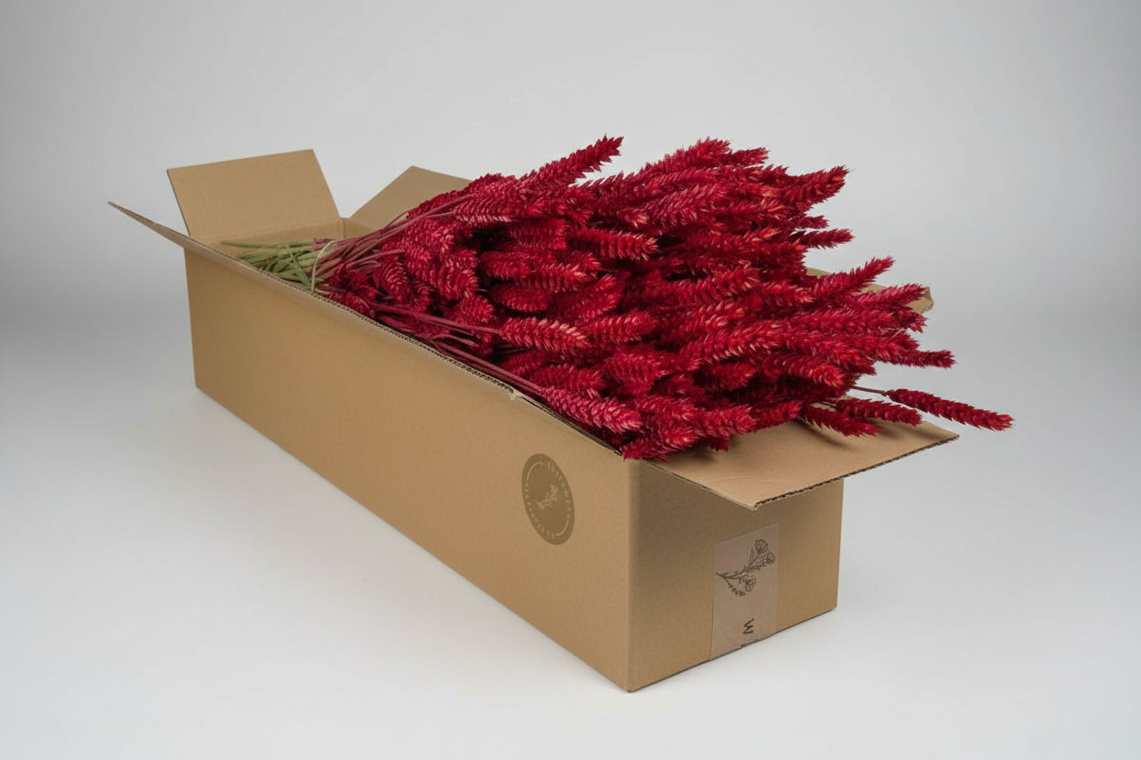 Getrocknete Blumen - Tarwe (Triticum) - Red - 4 Gebüsch - ↕60cm
