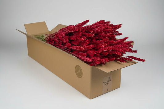 Getrocknete Blumen - Tarwe (Triticum) - Red - 4 Gebüsch - ↕60cm