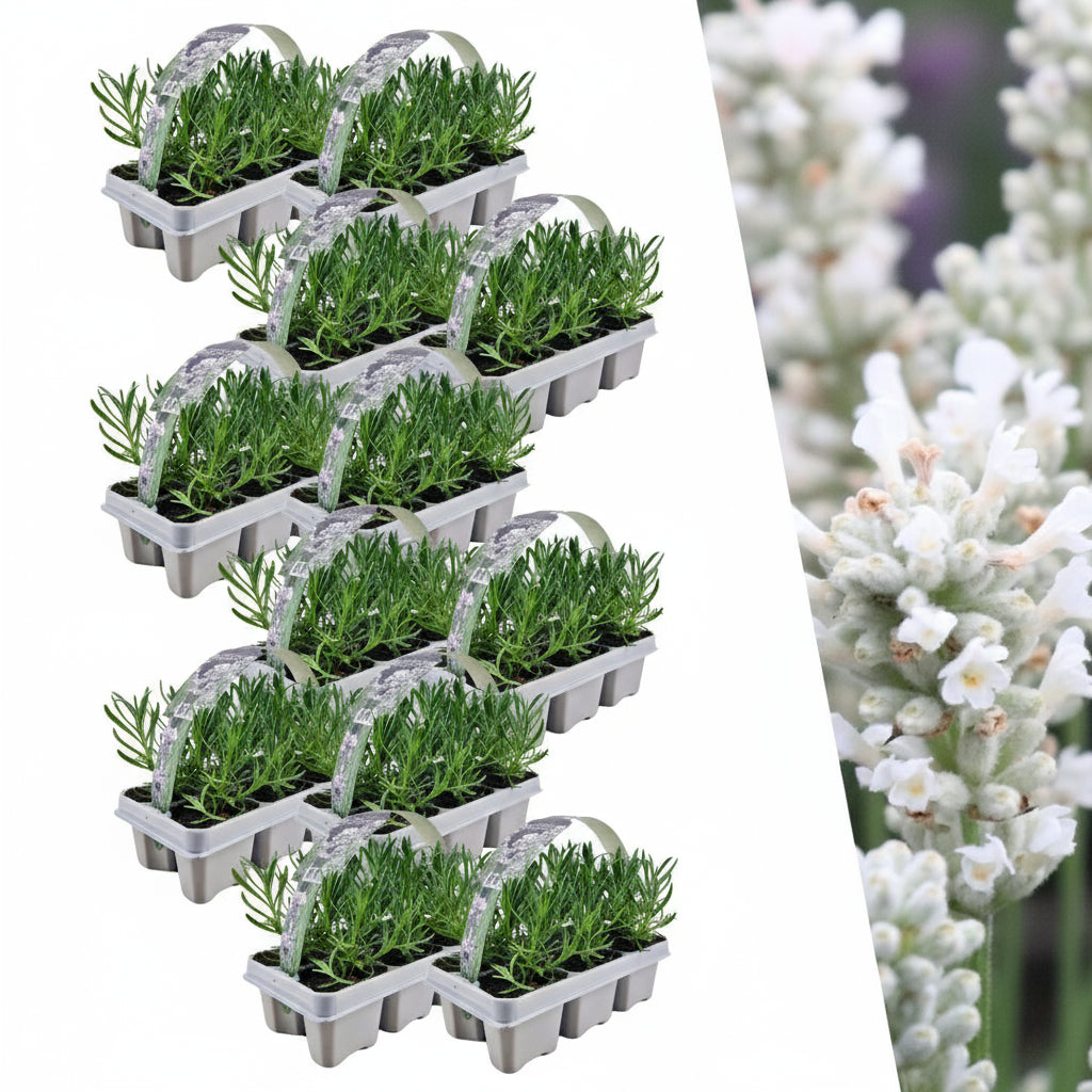 12 x 6 pack Lavendel angustifolia white - 72 x Ø7 cm - ↕15 cm