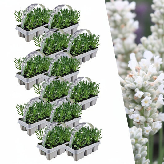 12 x 6 pack Lavendel angustifolia white - 72 x Ø7 cm - ↕15 cm