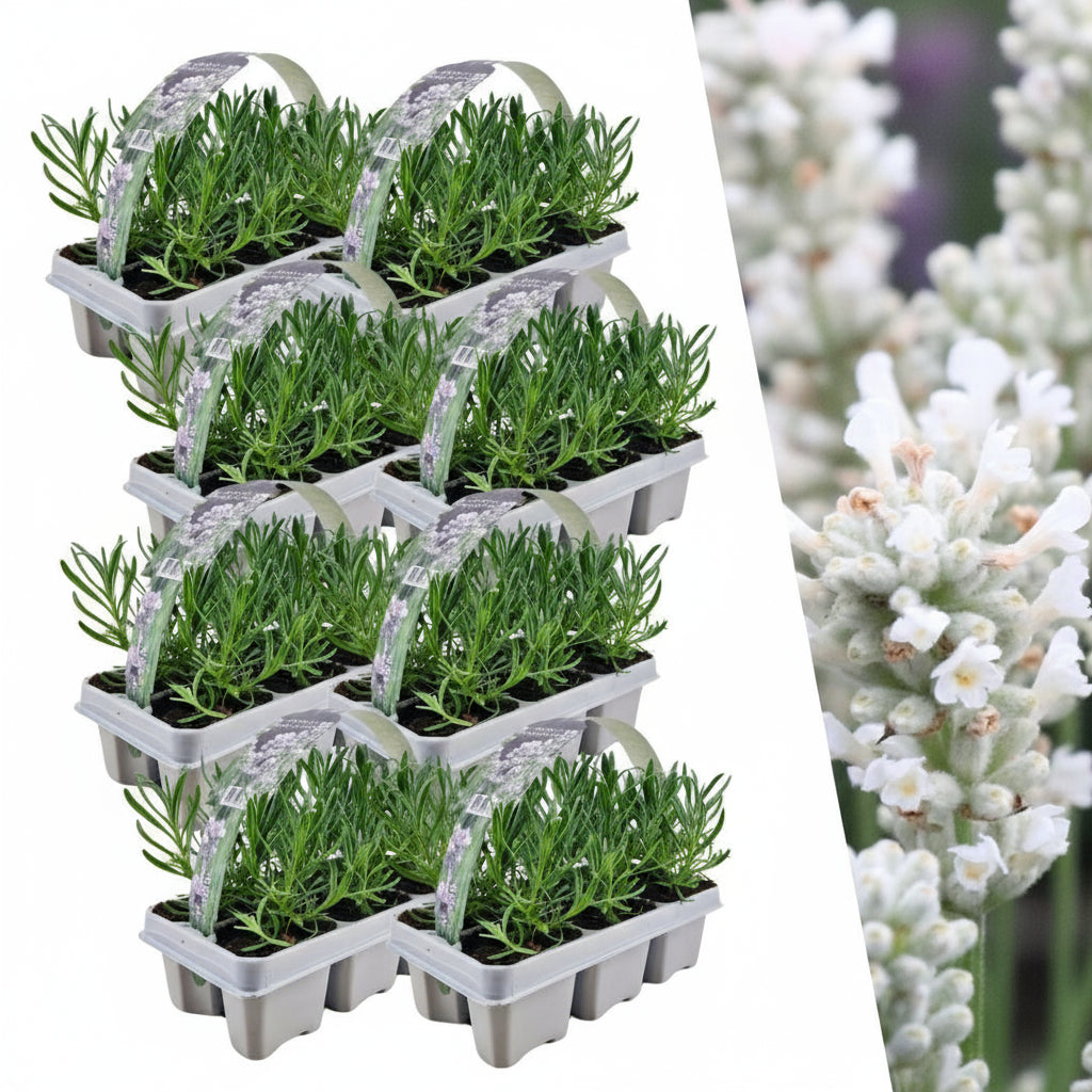 8 x 6 pack Lavendel angustifolia white - 48 x Ø7 cm - ↕15 cm