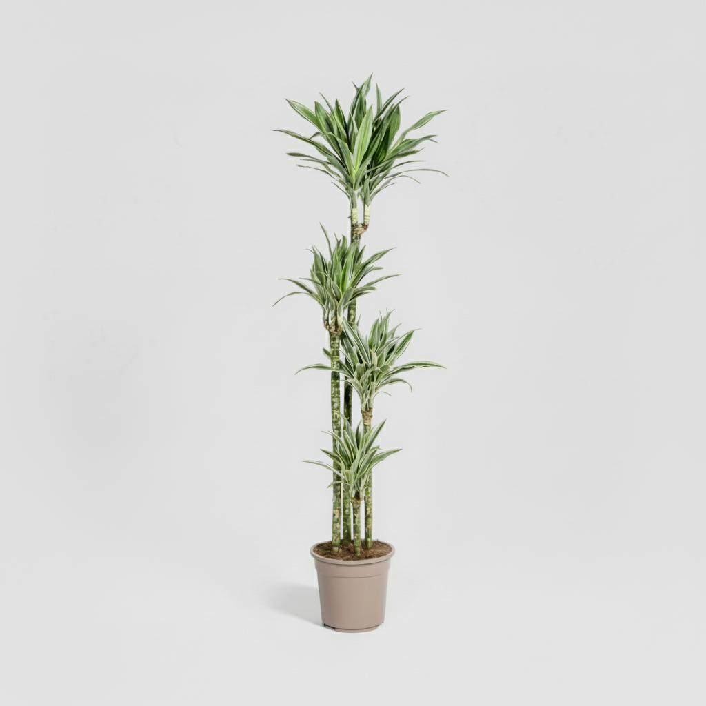 Dracaena Deremensis White Stripe Ø27cm - ↕170 - 190cm